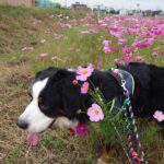 2月11日　譲渡会のお知らせ